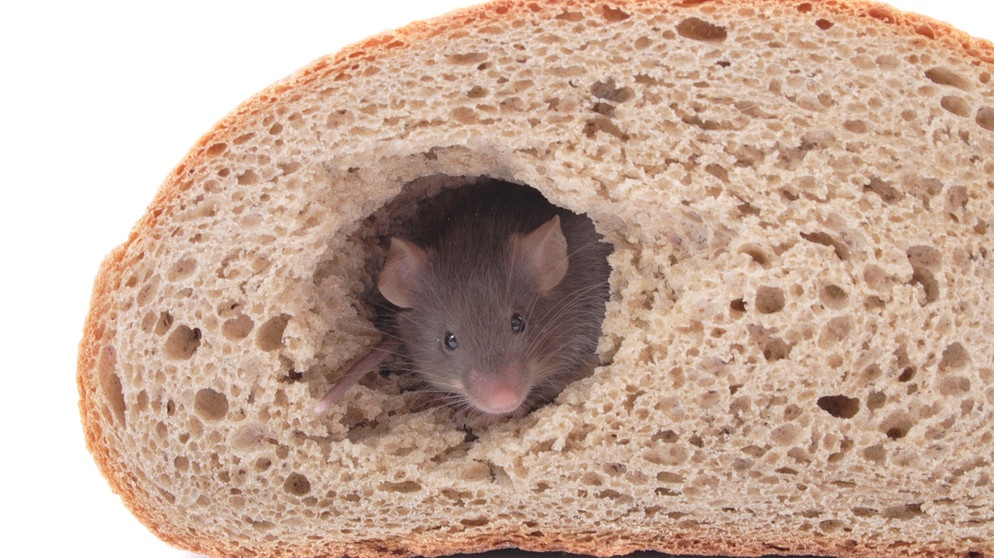 Mäus schaut aus ausgehöhltem Brot heraus. | Bild: Colourbox
