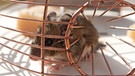 Eine Maus in einer Mäusefalle mit Käse | Bild: picture-alliance/dpa