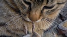 Katze frisst tote Maus | Bild: Colourbox