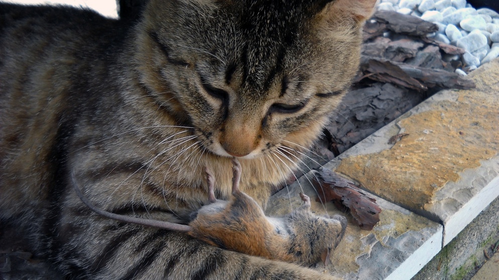 Katze frisst tote Maus | Bild: Colourbox