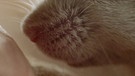 Weiße Maus auf einer Hand | Bild: picture-alliance/dpa