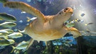 Meeresschildkröte | Bild: picture-alliance/dpa