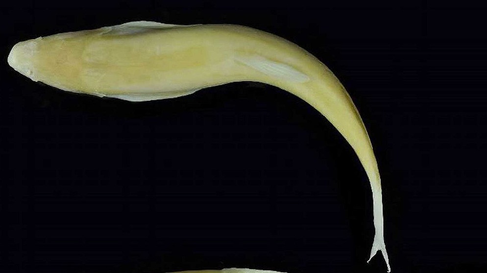 Flossenstachel-Höhlenfisch, eine der neuen Arten aus dem WWF-New Species Report 2020 | Bild:  Maurice Kottelat und Jozef Grego