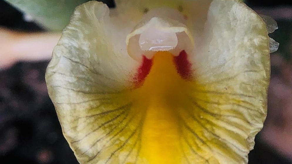 Stinkkäfer-Blume, eine der neuen Arten aus dem WWF-New Species Report 2020 | Bild: Thawatphong Boonma
