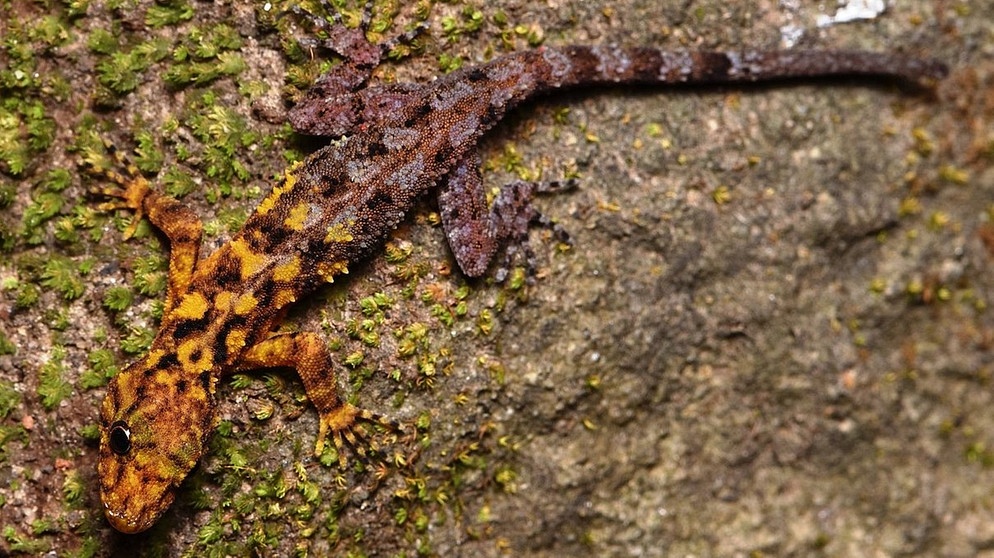 Zweifarben-Gecko, eine der neue Arten aus dem WWF-New Species Report 2020 | Bild: Mali Naiduangchan
