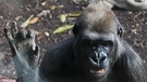 Affenforscherin Jane Goodall und ein Gorilla (Melbourne 2011) | Bild: picture-alliance/dpa