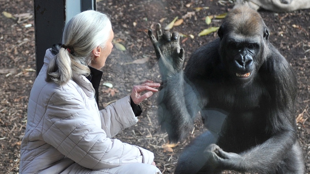 Affenforscherin Jane Goodall und ein Gorilla (Melbourne 2011). Viele Menschenaffen gelten als bedroht und brauchen unseren Schutz.  | Bild: picture-alliance/dpa