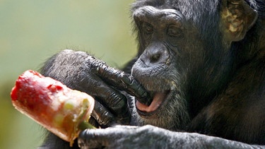 Schimpanse genießt ein Eis am Stil im Züricher Zoo | Bild: picture-alliance/dpa