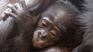 Ein Bonobo-Affenbaby klammert sich an seiner Mutter fest. Viele Menschenaffen gelten als bedroht und brauchen unseren Schutz.  | Bild: picture-alliance/dpa