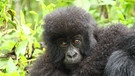 Gorillamutter mit Baby auf dem Rücken | Bild: colourbox.com