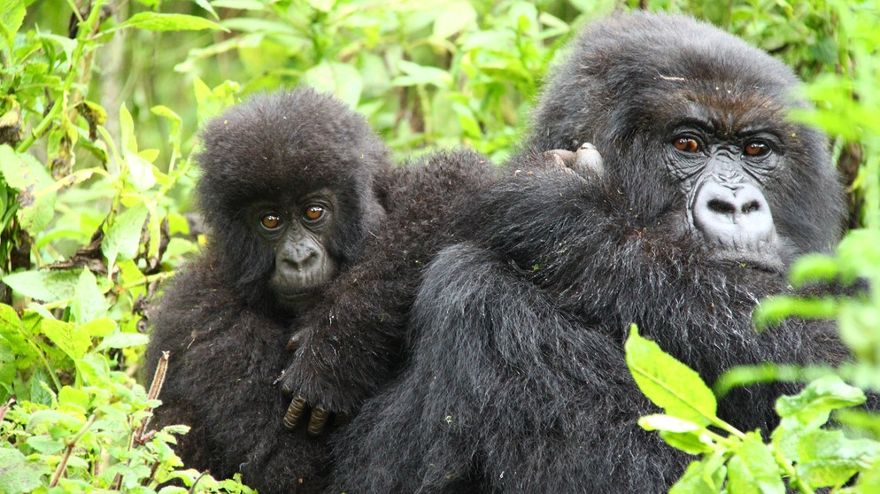 Gorillamutter mit Baby auf dem Rücken. Viele Menschenaffen gelten als bedroht und brauchen unseren Schutz.  | Bild: colourbox.com
