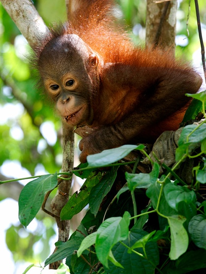 Ein junger Orang-Utan klettert in einem Baum. Viele Menschenaffen gelten als bedroht und brauchen unseren Schutz.  | Bild: colourbox.com
