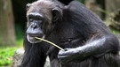 Schimpanse mit Gras im Maul | Bild: colourbox.com