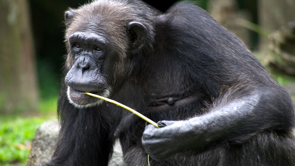 Ein Schimpanse mit Gras im Maul. Viele Menschenaffen gelten als bedroht und brauchen unseren Schutz.  | Bild: colourbox.com