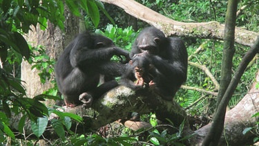 Schimpansen betreiben am liebsten mit Weibchen Fellpflege, die ein Baby haben, oder mit ihren Freunden. | Bild: MPI f. evolutionäre Anthropologie/ A. Mielke