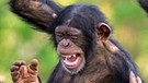 Schlafende Schimpansen-Mama, spielende Schimpansen | Bild: mauritius-images