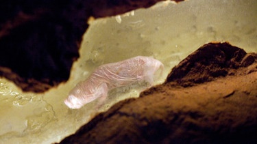 Nacktmulle leben unterirdisch in weitverzweigten Höhlensystemen. Sie haben erstaunliche Fähigkeiten, die sie einzigartig unter den Säugetieren macht. | Bild: picture-alliance/dpa