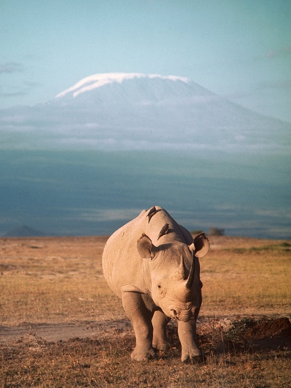 Nashorn vor Kilimandscharo | Bild: picture-alliance/dpa