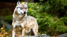 Wolf  | Bild: picture-alliance/dpa