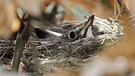 Drossel drückt sich tief in ihr Nest in einer Buchenhecke. | Bild: picture-alliance/dpa
