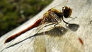 Blutrote Heidelibelle wärmt sich auf einem Baumstamm. | Bild: picture-alliance/dpa
