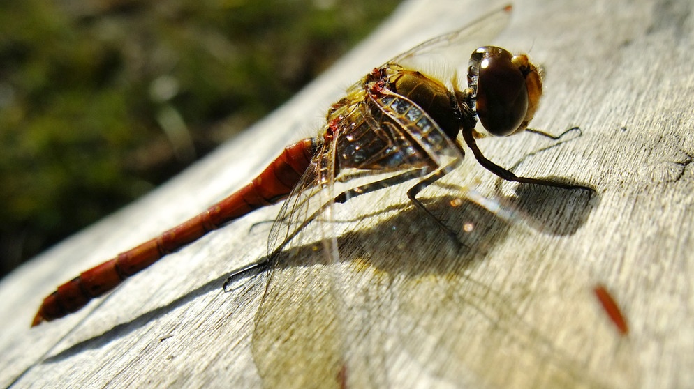 Blutrote Heidelibelle wärmt sich auf einem Baumstamm. | Bild: picture-alliance/dpa
