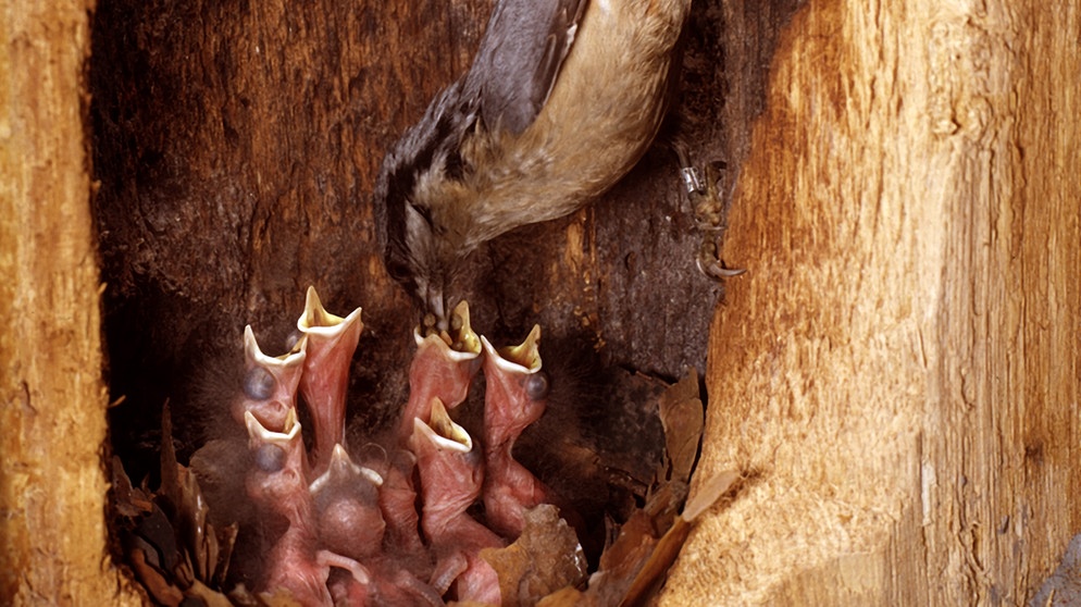 Kleiber beim Füttern der Jungvögel in einer Baumhöhle | Bild: picture-alliance/dpa