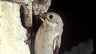 Trauerschnäpper-Weibchen mit Insekt im Schnabel an einem künstlichen Nistkasten | Bild: picture-alliance/dpa