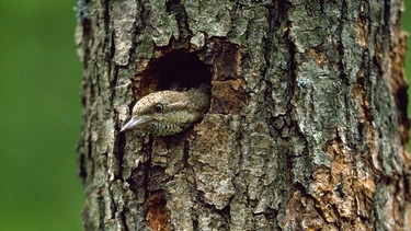 Wendehals streckt seinen Kopf aus seiner Baumhöhle. | Bild: picture-alliance/dpa