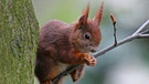Gehört nicht zu den Neozoen: das Eichhörnchen - es ist in Deutschland heimisch, wird aber in England schon von eingewanderten Tierarten verdrängt. | Bild: picture-alliance/dpa