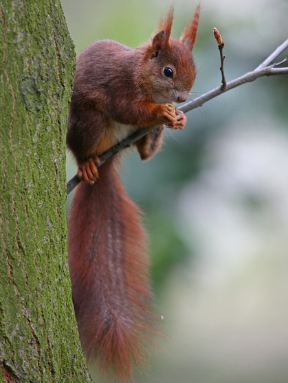Gehört nicht zu den Neozoen: das Eichhörnchen - es ist in Deutschland heimisch, wird aber in England schon von eingewanderten Tierarten verdrängt. | Bild: picture-alliance/dpa