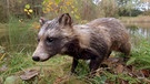 Der Marderhund gehört zu den Neozoen, den nach Deutschland eingewanderten, invasiven Tieren. | Bild: picture-alliance/dpa