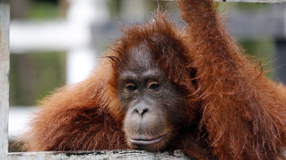 Menschenaffen: Orang-Utan Atlas im Camp Leakey auf Borneo | Bild: picture-alliance/dpa