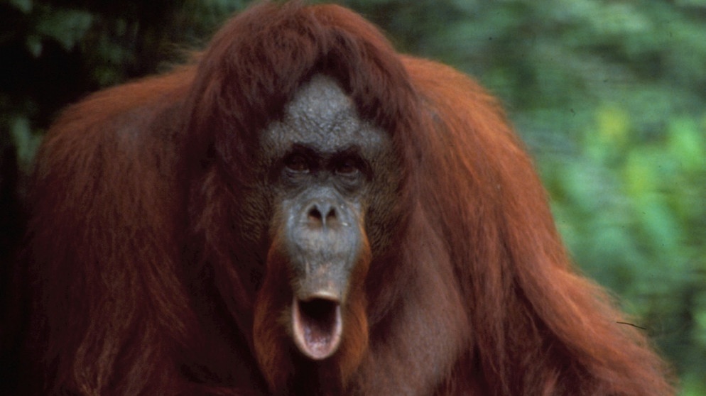 Ein erwachsener Orang-Utan im Regenwald. Viele Menschenaffen gelten als bedroht und brauchen unseren Schutz.  | Bild: colourbox.com