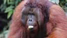 Ein Orang-Utan läuft auf einer Wiese. Viele Menschenaffen gelten als bedroht und brauchen unseren Schutz.  | Bild: picture-alliance/dpa