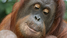 Ein Orang-Utan-Weibchen mit ihrem Baby. Die Menschenaffen bekommen nur zwei bis dreimal in ihrem langen Leben Nachwuchs. Und auch die Aufzucht der Jungen hat bei Orang-Utans einige Ähnlichkeit mit der des Menschen. Die letzten freilebenden Orang-Utans sind in Gefahr. Der Bau von Palmölplantagen, Waldbrände und Wilderei gefährden das Überleben der Menschenaffen.  | Bild: dpa-Bildfunk