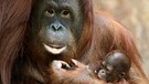 Ein Orang-Utan-Weibchen mit ihrem Baby. Die Menschenaffen bekommen nur zwei bis dreimal in ihrem langen Leben Nachwuchs. Und auch die Aufzucht der Jungen hat bei Orang-Utans einige Ähnlichkeit mit der des Menschen. Die letzten freilebenden Orang-Utans sind in Gefahr. Der Bau von Palmölplantagen, Waldbrände und Wilderei gefährden das Überleben der Menschenaffen.  | Bild: dpa-Bildfunk