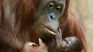 Ein Orang-Utan-Weibchen mit ihrem 3 Tage alten Baby. Die Menschenaffen bekommen nur zwei bis dreimal in ihrem langen Leben Nachwuchs. Und auch die Aufzucht der Jungen hat bei Orang-Utans einige Ähnlichkeit mit der des Menschen. Die letzten freilebenden Orang-Utans sind in Gefahr. Der Bau von Palmölplantagen, Waldbrände und Wilderei gefährden das Überleben der Menschenaffen.  | Bild: dpa-Bildfunk