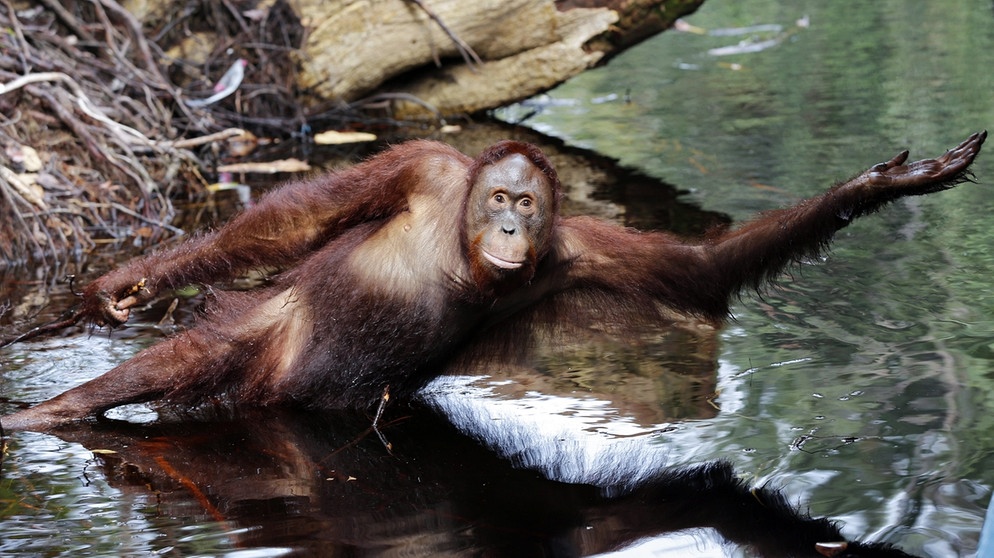 Menschenaffen: Orang-Utan Percy auf Borneo | Bild: picture-alliance/dpa