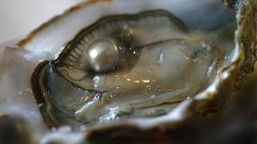 Atlantische Perlmuschel (Pinctada imbricata). Sie produziert Perlmutt - und damit auch Perlen. | Bild: picture-alliance/dpa/blickwinkel/H. Schmidbauer