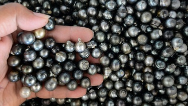 Perlen aus einer Perlenfarm auf Tahiti. | Bild: picture-alliance/dpa/Frank May