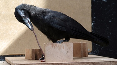 Diese Krähe nutzt ein Stöckchen als Werkzeug, um an die begehrte Narung zu gelangen | Bild: picture-alliance/dpa