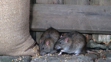 "Wie du mir, so ich dir" - dieses Motto gilt auch unter Ratten. Die Tiere können sich die Hilfsbereitschaft ihrer Artgenossen merken und revanchieren sich. Im Bild: Zwei Ratten fressen an einem Kornsack. | Bild: picture-alliance/dpa/blickwinkel/D. Kjoer