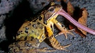 Ein Grasfrosch lässt sich einen Regenwurm schmecken | Bild: picture alliance / imageBROKER | Michael Dietrich
