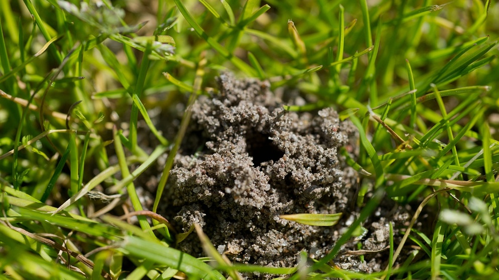 Der Kot von Regenwürmern auf einem Rasen | Bild: picture alliance  dpa  Stefan Sauer
