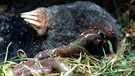Ein Maulwurf verspeist einen Regenwurm | Bild: picture-alliance / OKAPIA KG, Germany | Chris Martin Bahr
