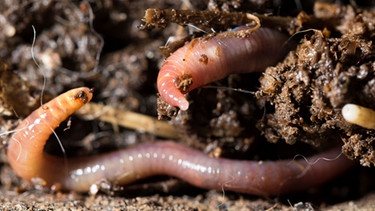Der Regenwurm ist in der Erde zuhause. Regenwürmer pflügen den Boden und lockern ihn auf. | Bild: colourbox.com