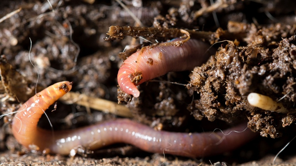 Der Regenwurm ist in der Erde zuhause. Regenwürmer pflügen den Boden und lockern ihn auf. | Bild: colourbox.com