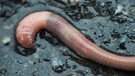 Ein Regenwurm auf nasser Erde. Auf feuchtem Untergrund kommen Regenwürmer schneller voran. | Bild: colourbox.com