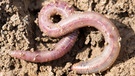 Ein Regenwurm an der Oberfläche. Regenwürmer können Sachen festhalten und mit unter die Erde ziehen. | Bild: colourbox.com